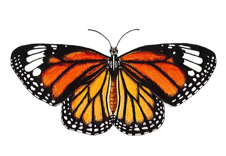Ilustración de mariposa monarca