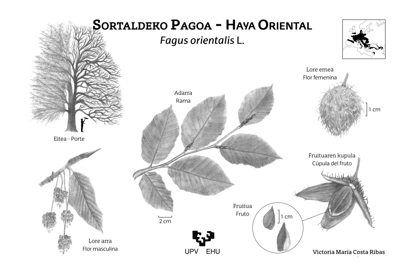 Lámina botánica de Fagus orientalis