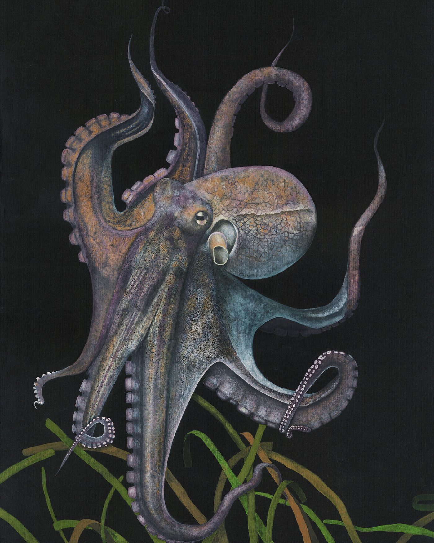 Ilustración de pulpo en gouache