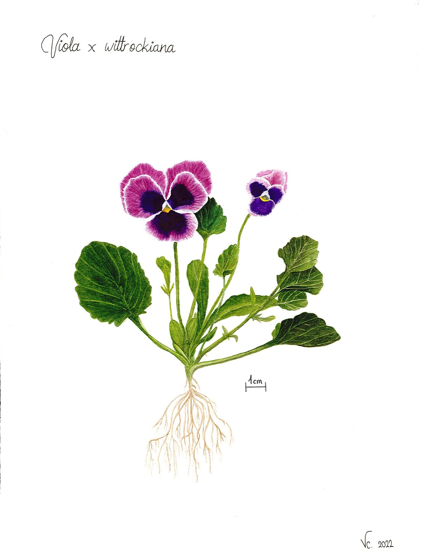 Lámina botánica de Viola x wittrockiana